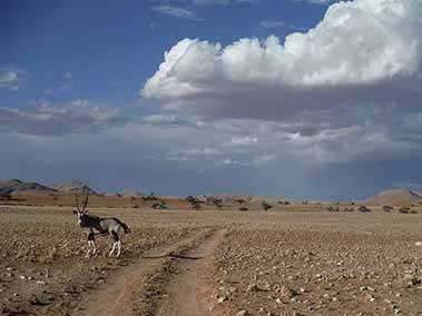 Oryx in the desert