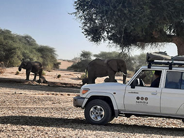 Click & Travel Car in front of Elephants